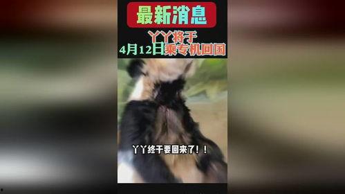 yy熊猫最新爆料消息,揭秘娱乐圈最新动态 第1张 yy熊猫最新爆料消息,揭秘娱乐圈最新动态 第1张
